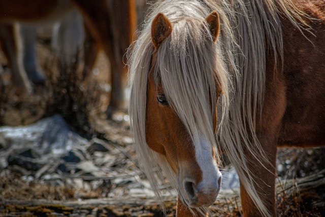 Voyage en Mongolie